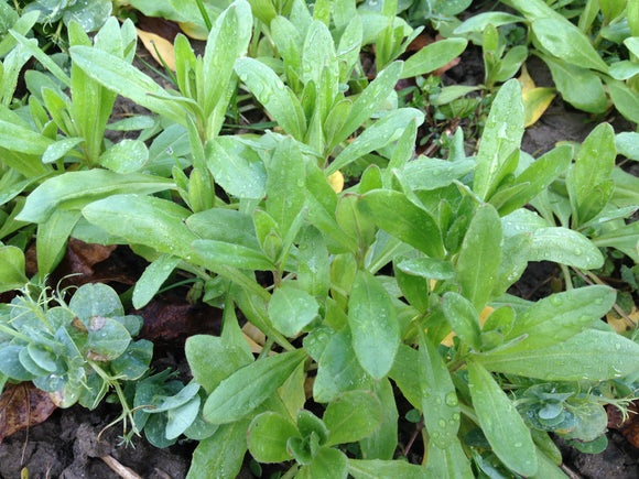 Leindotter kommt in Fahrt