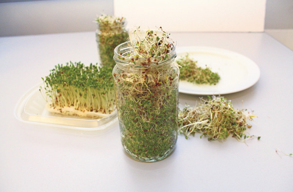 Leindottersprossen selber ziehen